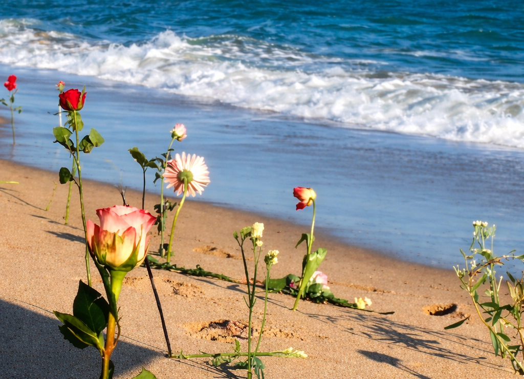 Fiori sulla spiaggia di Cutro