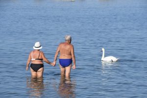 Il cigno vicino ai bagnanti a Marina di Massa